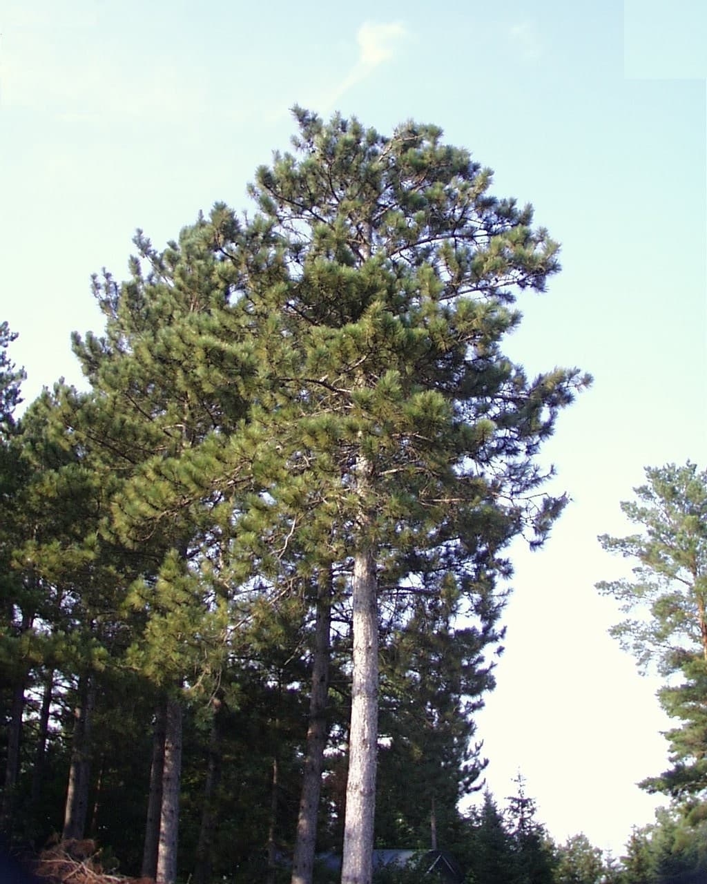 Red pine trunk and needles