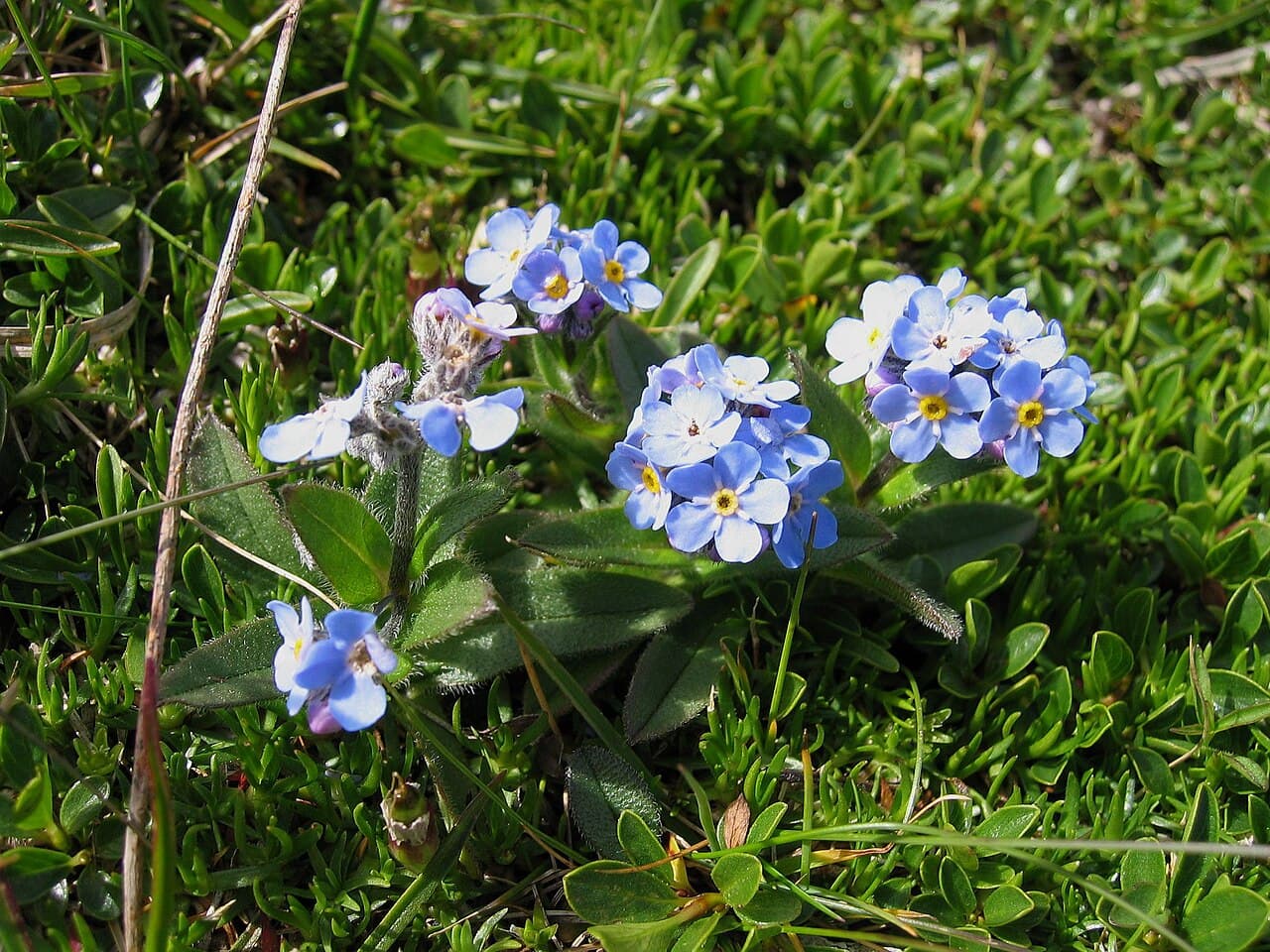 Compact blue alpine forget-me-not