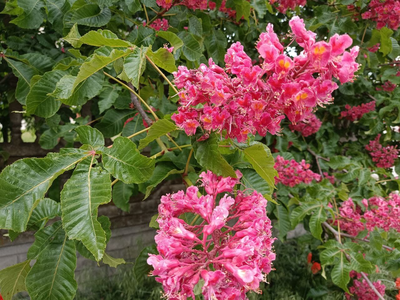 Deep pink flower panicles of red horsechestnut