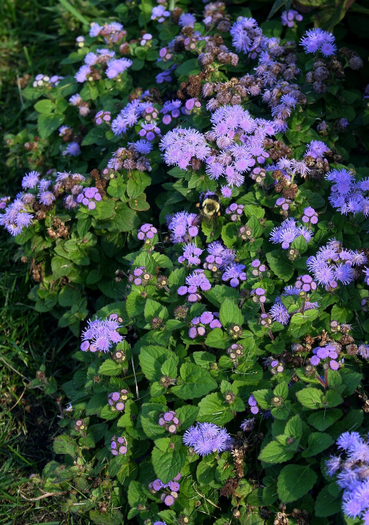 Fluffy blue ageratum flower clusters