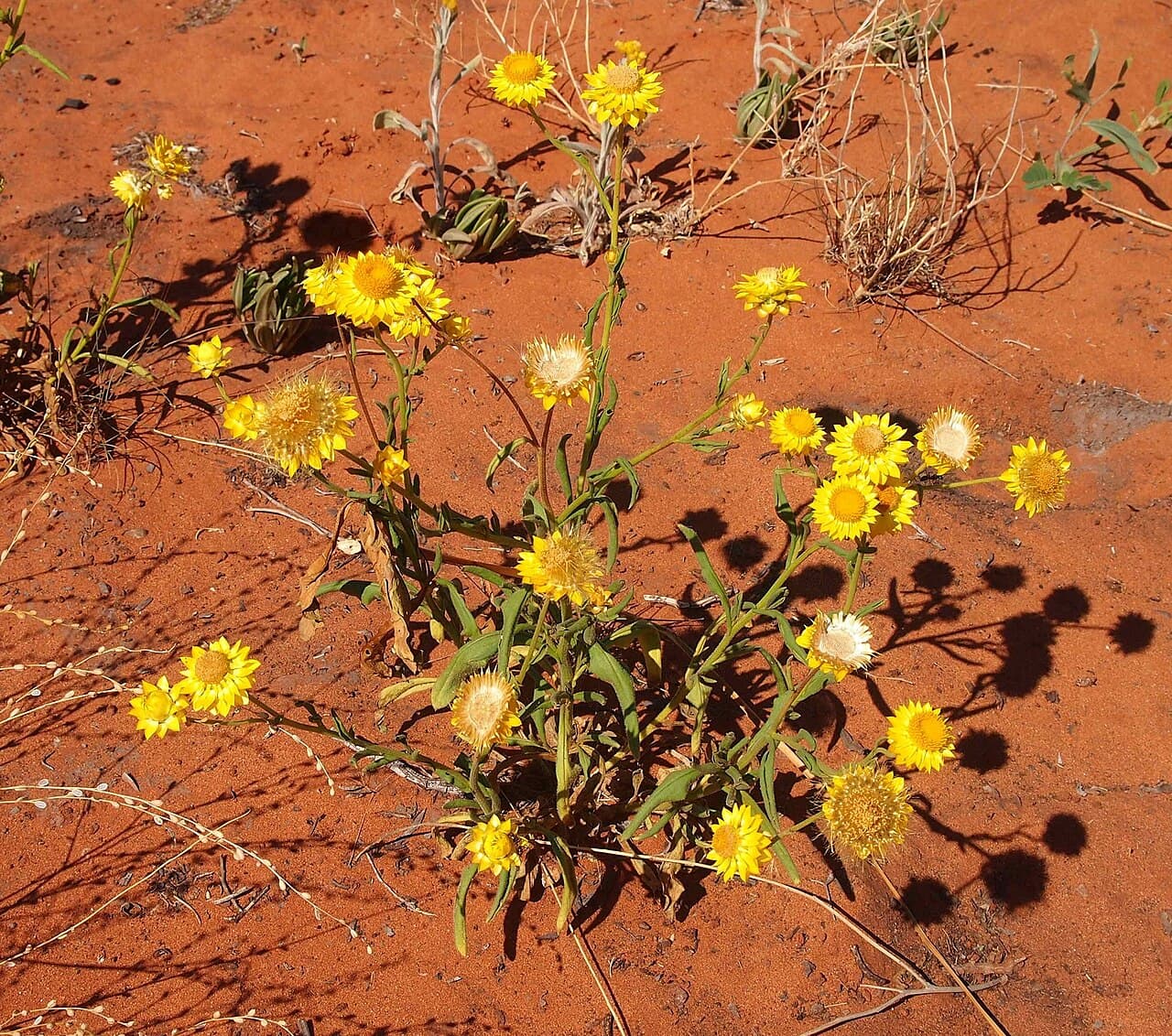 Papery yellow strawflower