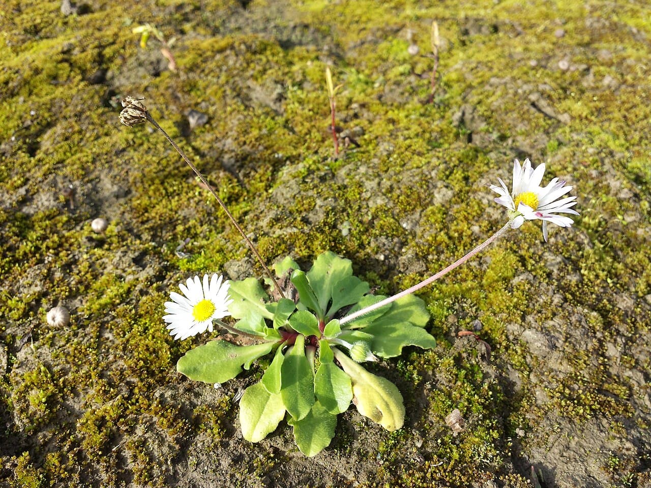 Small white and pink English daisy