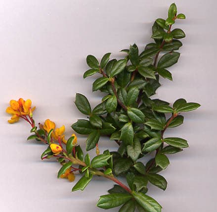 Barberry shoot with spiny leaves