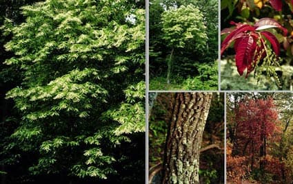 Sourwood in scarlet autumn colour