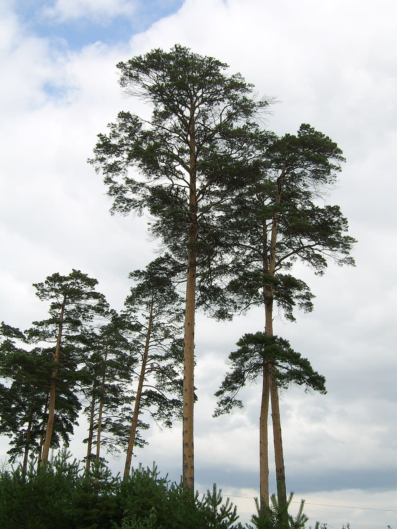 Orange-red bark and needles of Japanese red pine