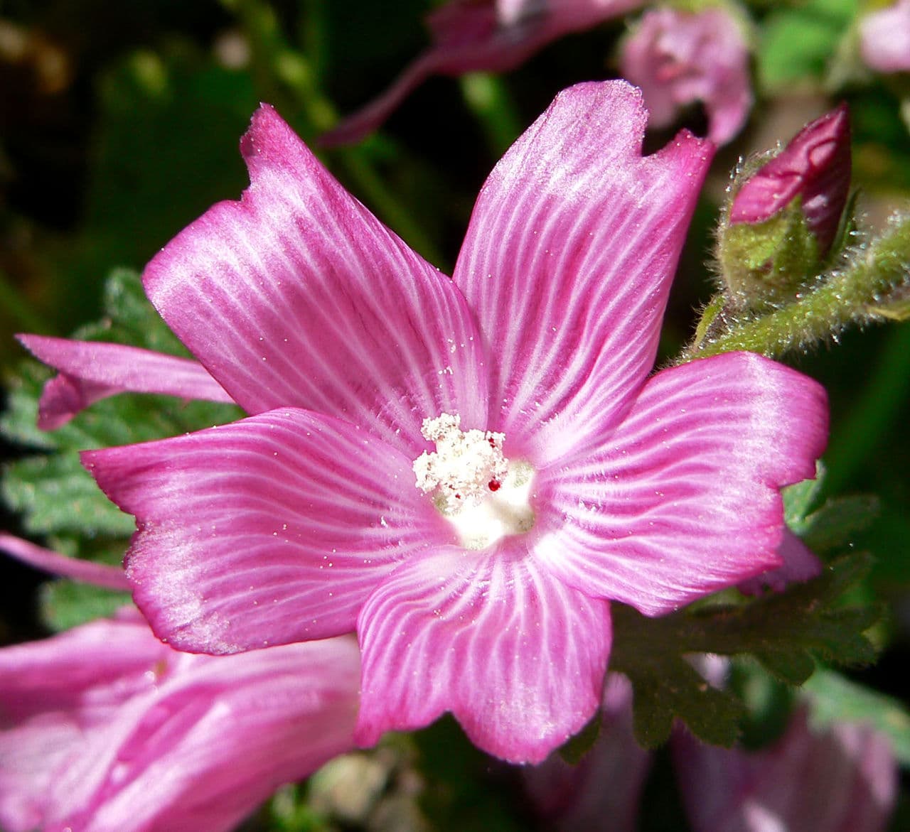 Pink checkermallow flowers on a spike