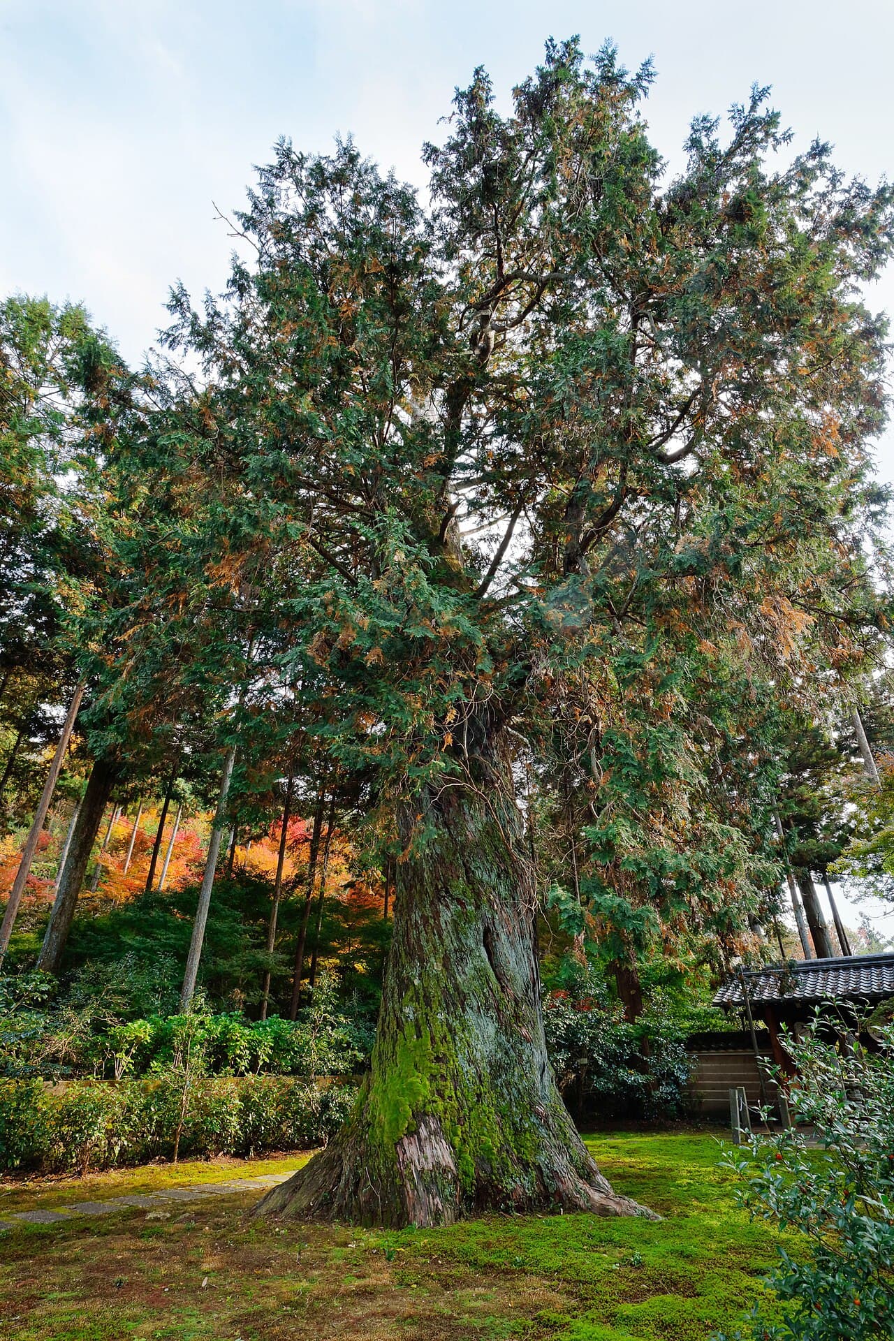 Fan-shaped foliage of Hinoki cypress
