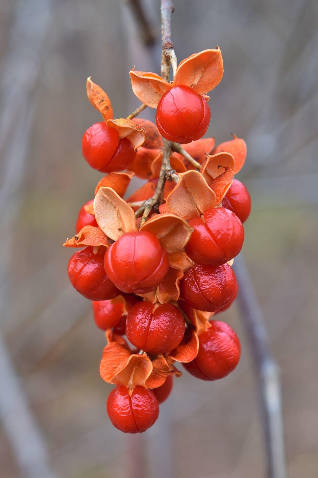 Orange bittersweet berries splitting open