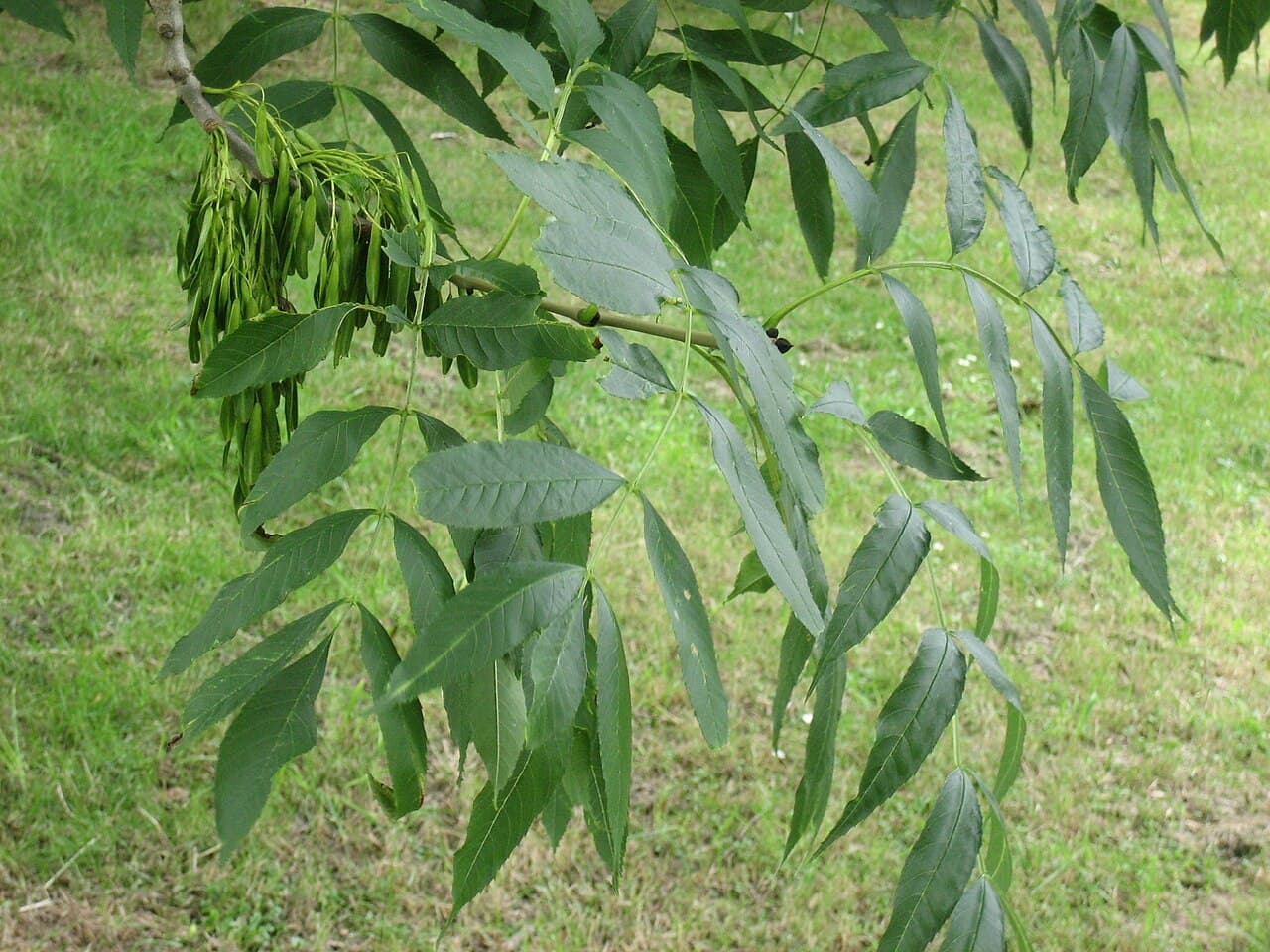 European ash foliage