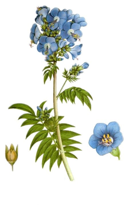 Blue flowers and ladder-like leaves of Jacob's ladder