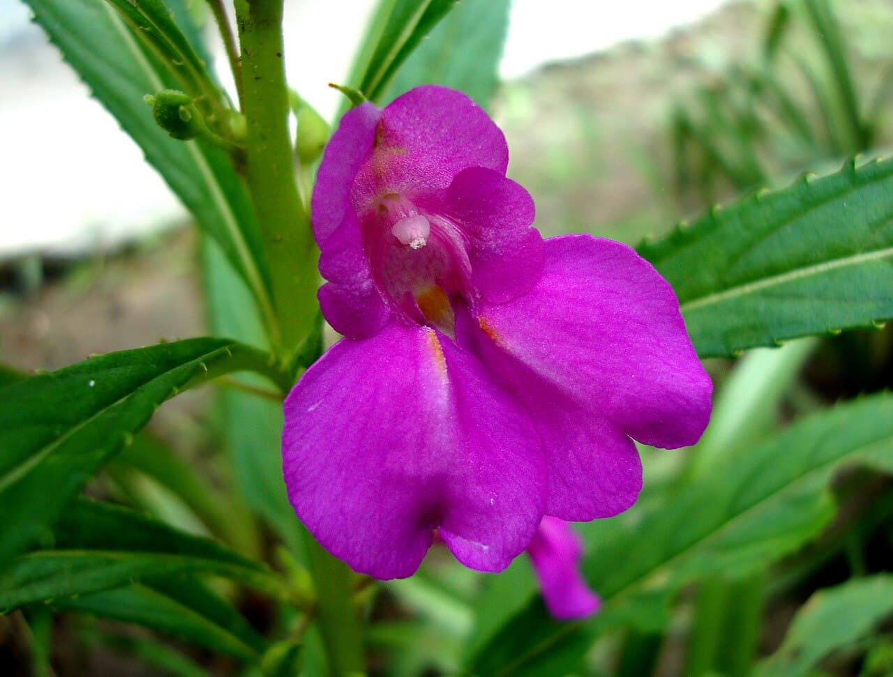 Pink balsam flowers tucked among leaves