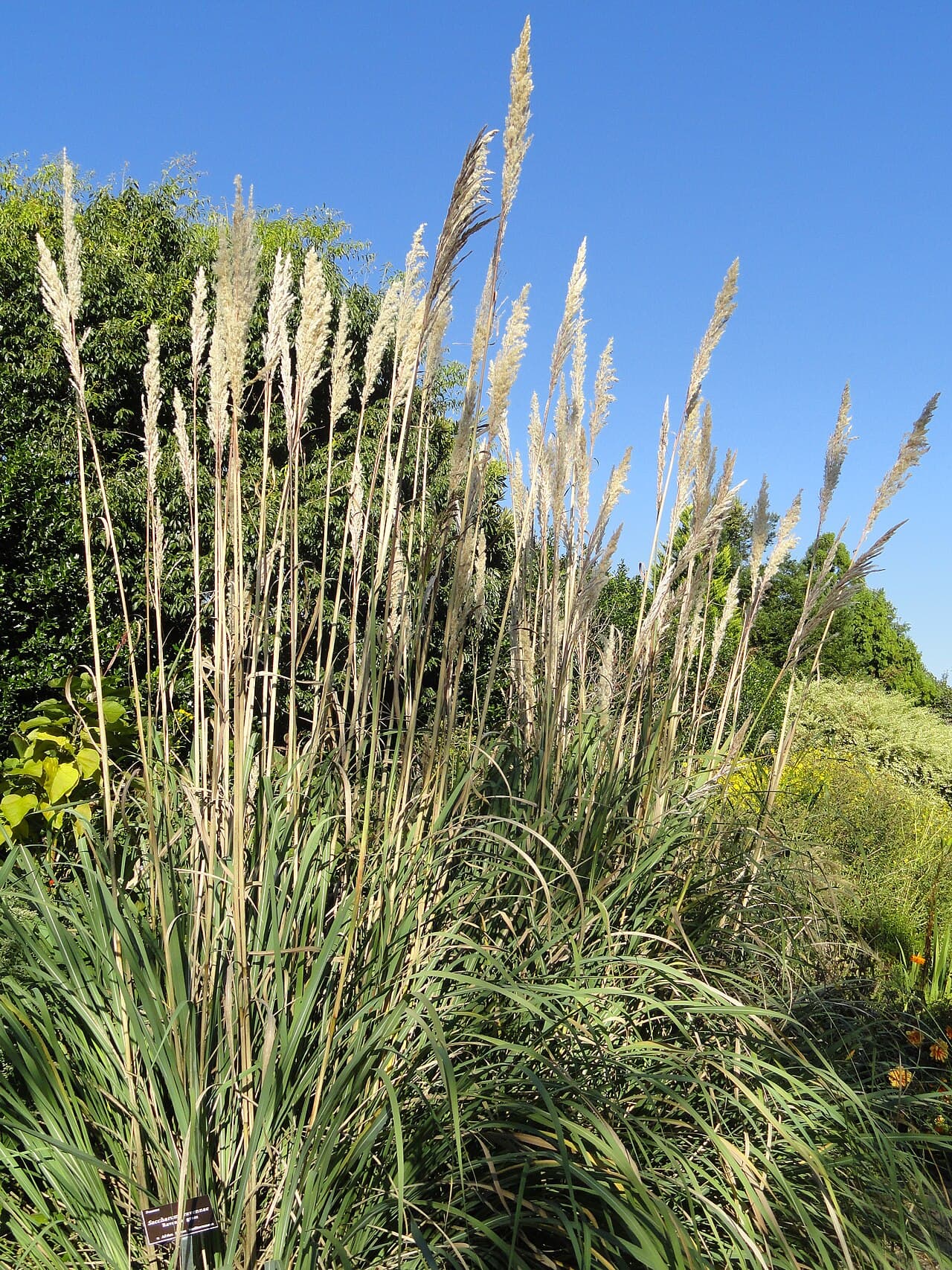 Tall silver plumes of ravenna grass