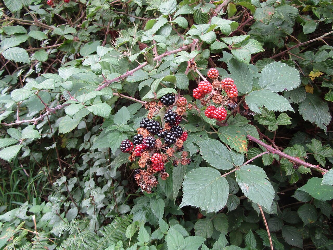 Blackberry fruit and thorny canes
