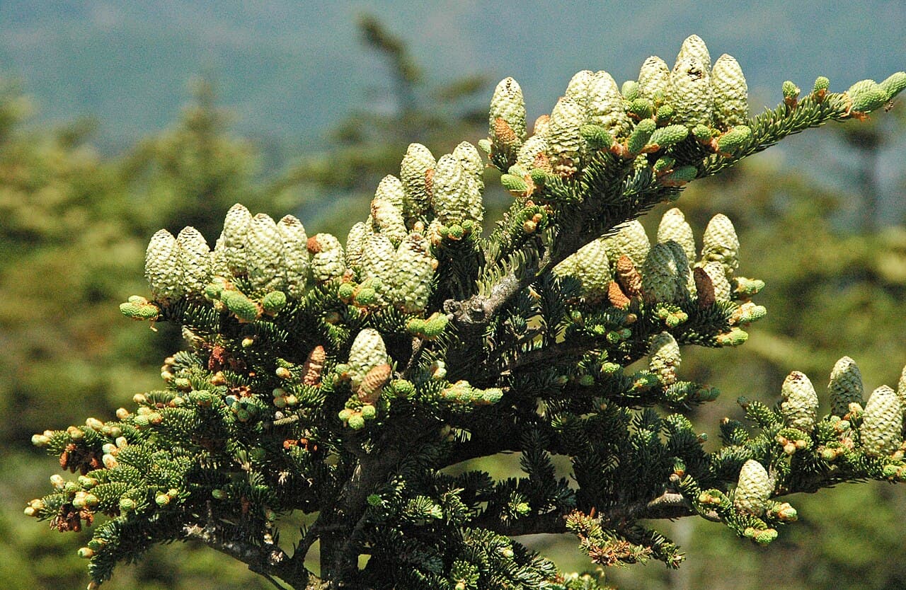 Fraser fir in the Great Smoky Mountains