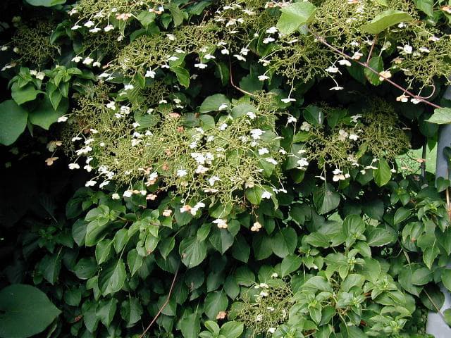 White lacecap flowers of climbing hydrangea