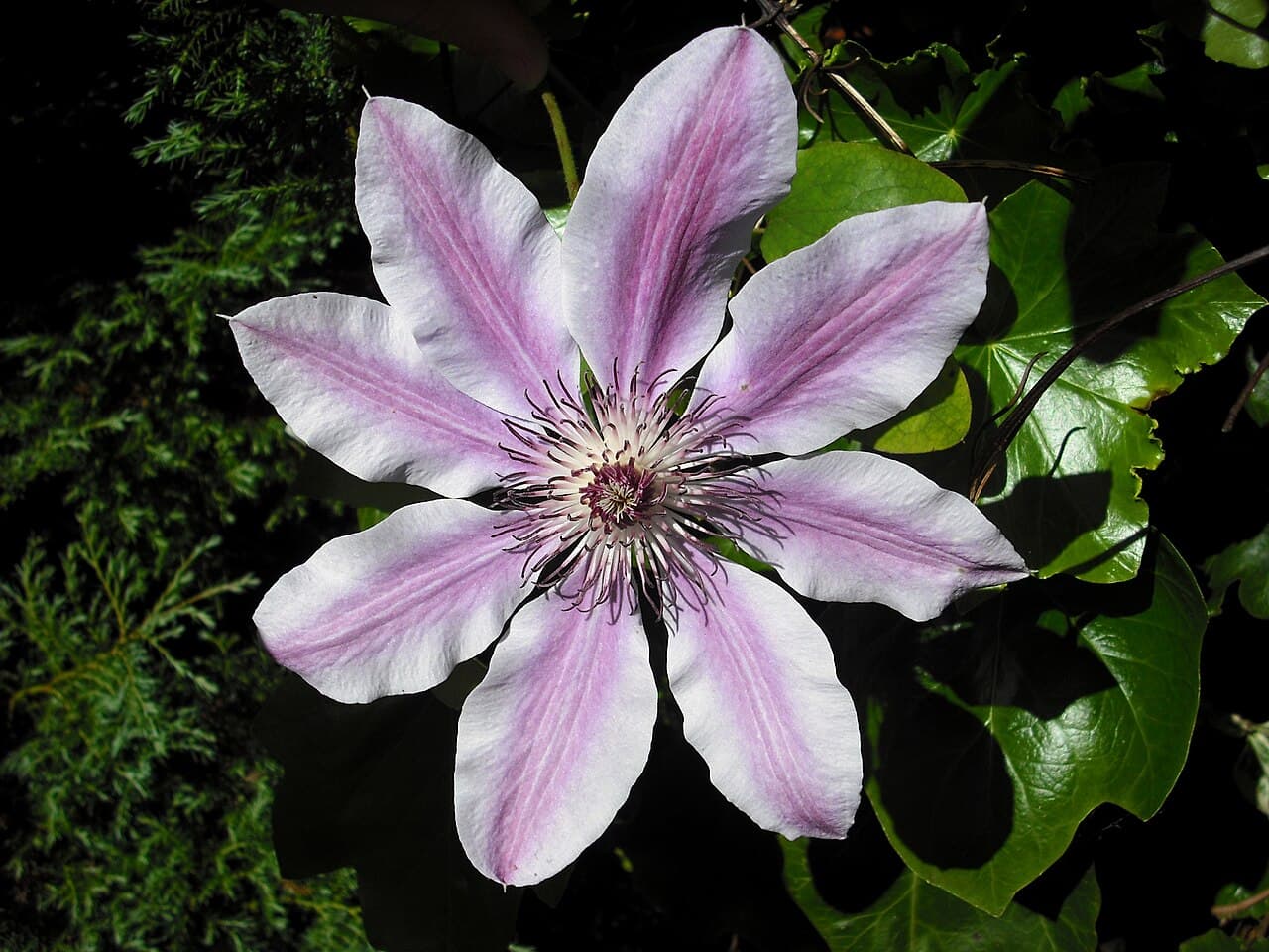 Large pale pink clematis flower