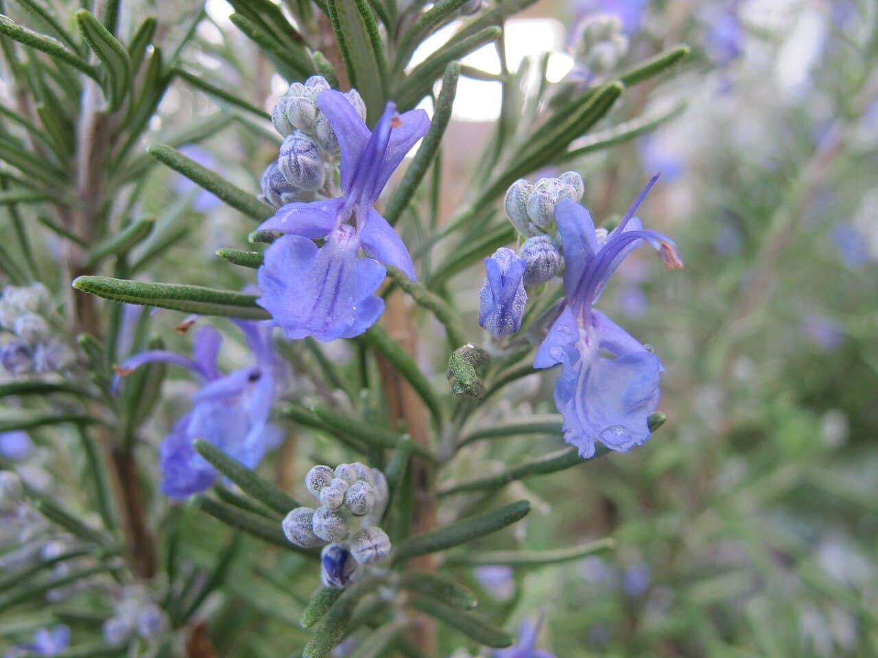 Rosemary in bloom with pale blue flowers along needled stems