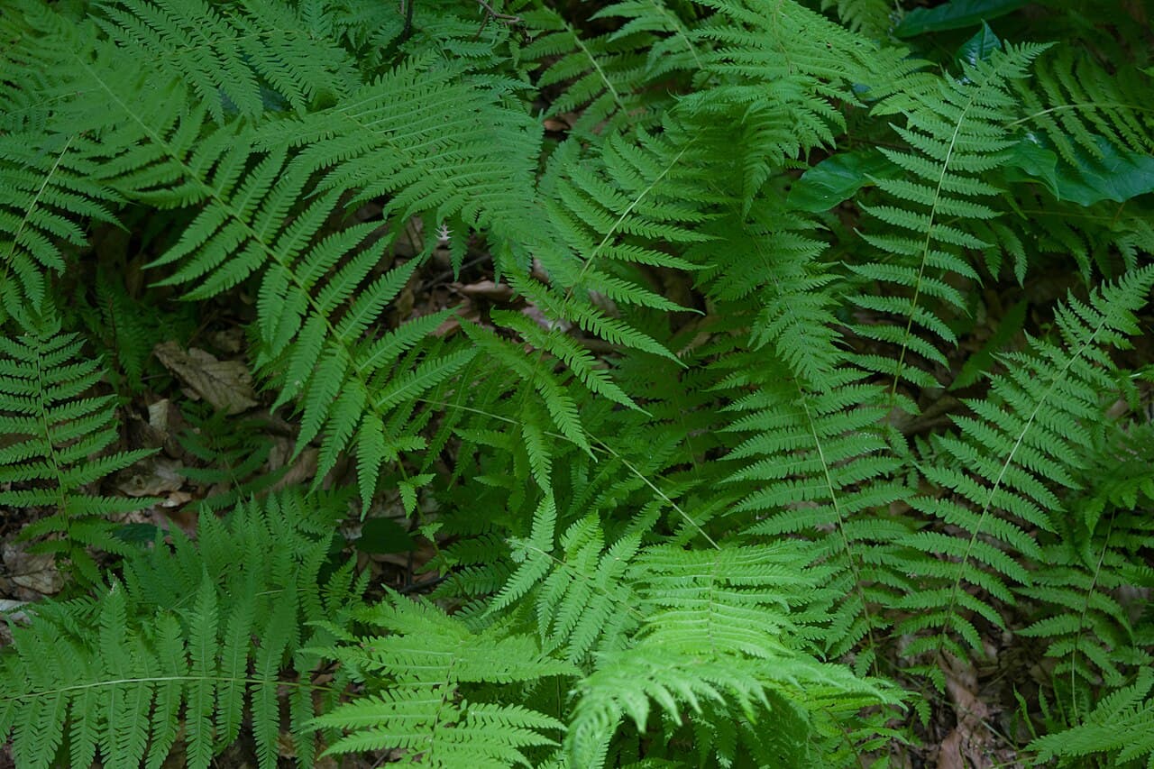 Tapering fronds of New York fern