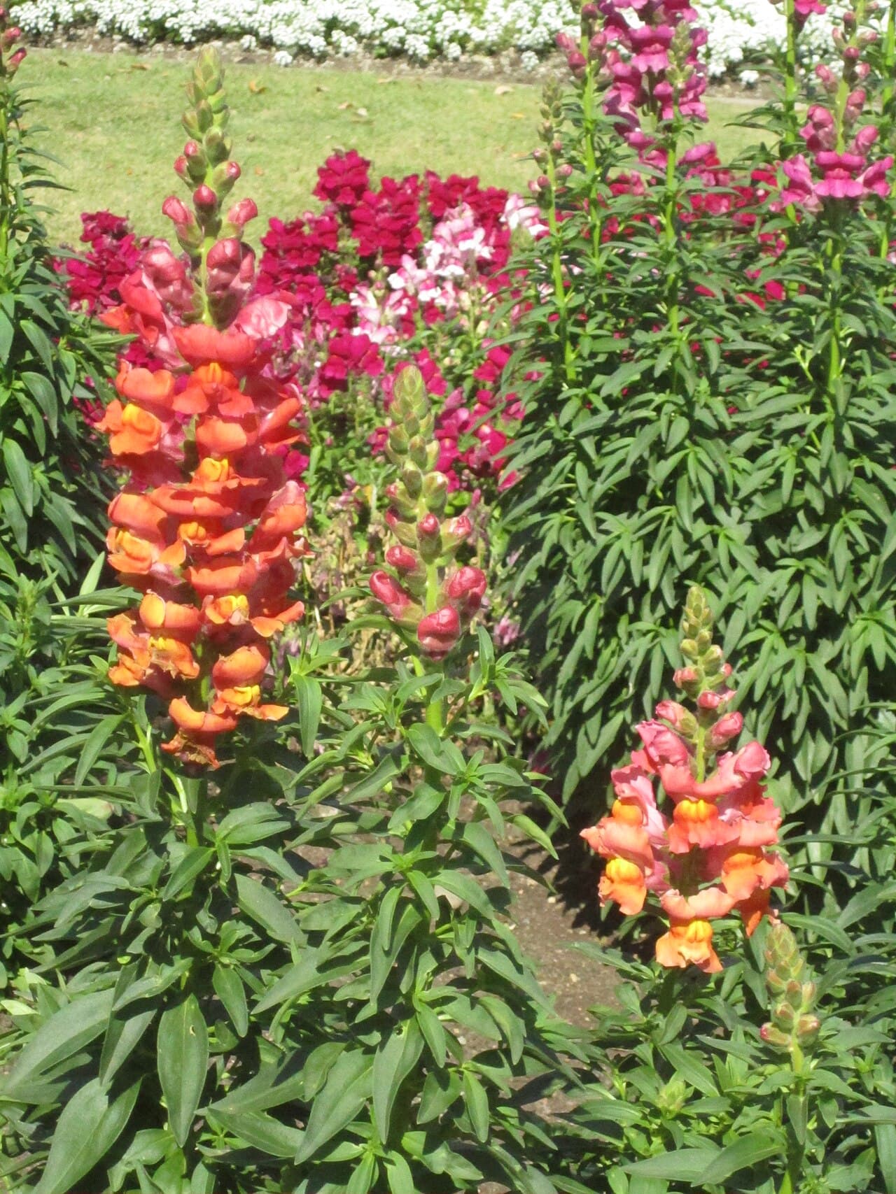 Pink and yellow snapdragon flower spike