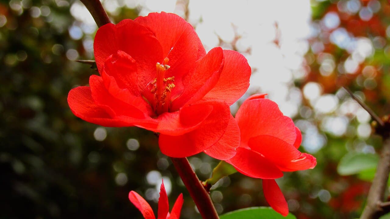 Red quince flowers on bare thorny stems