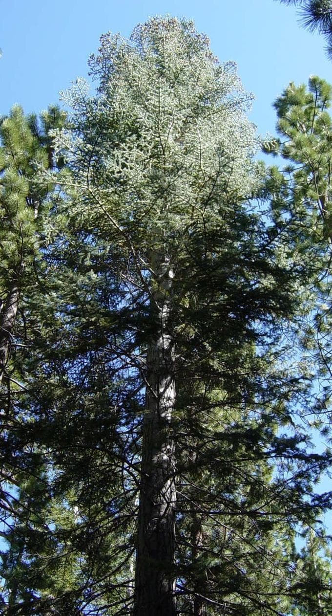 Blue-grey needles of white fir