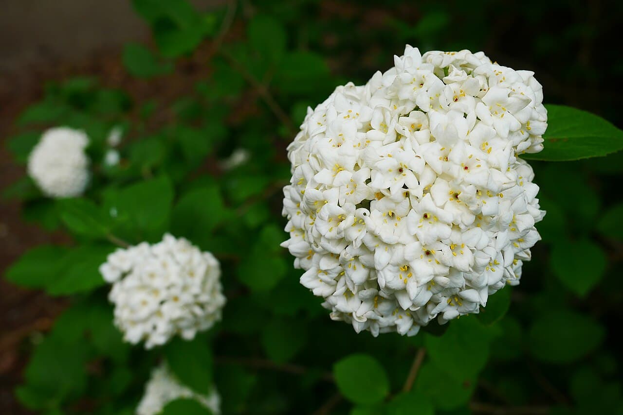 Pink buds opening to white Koreanspice viburnum flowers
