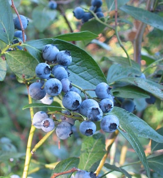 Ripe blueberries on the bush