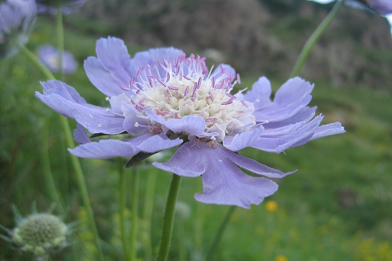 Lavender blue pincushion flower