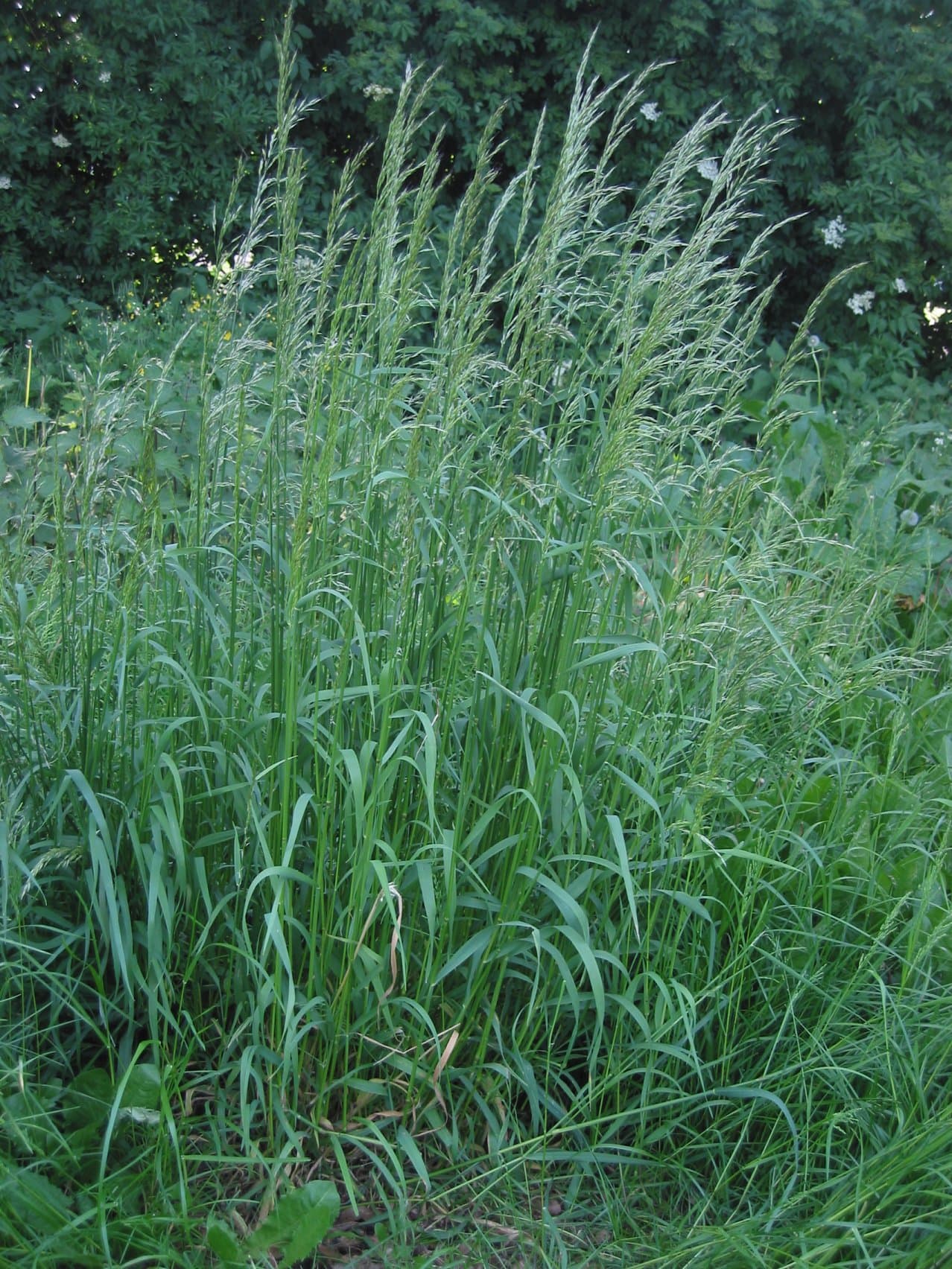 Striped foliage of variegated oat grass