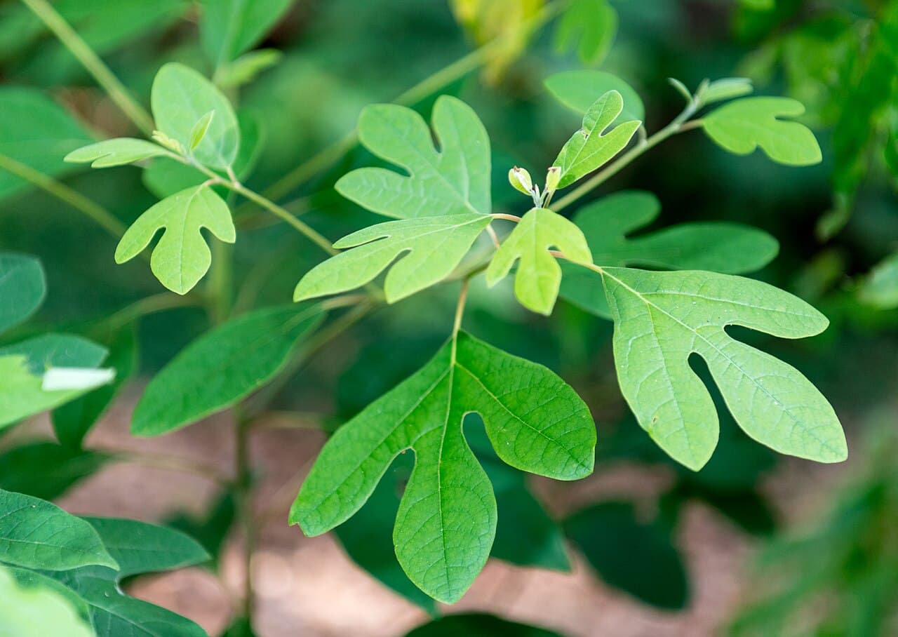 Mitten-shaped sassafras leaves