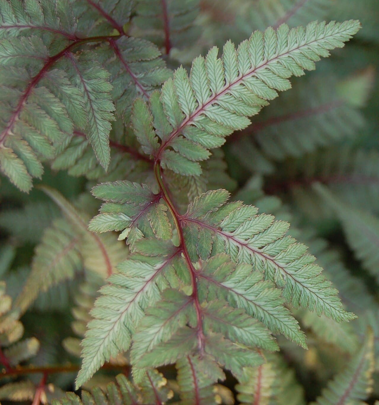 Silver and burgundy fronds of Japanese painted fern