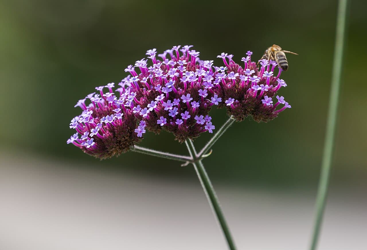 Purple verbena flower clusters on tall slender stems