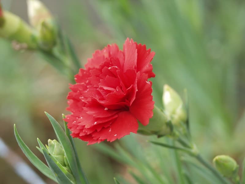 Pink carnation flower