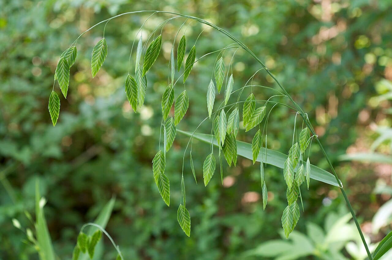 Flat dangling seed heads of northern sea oats