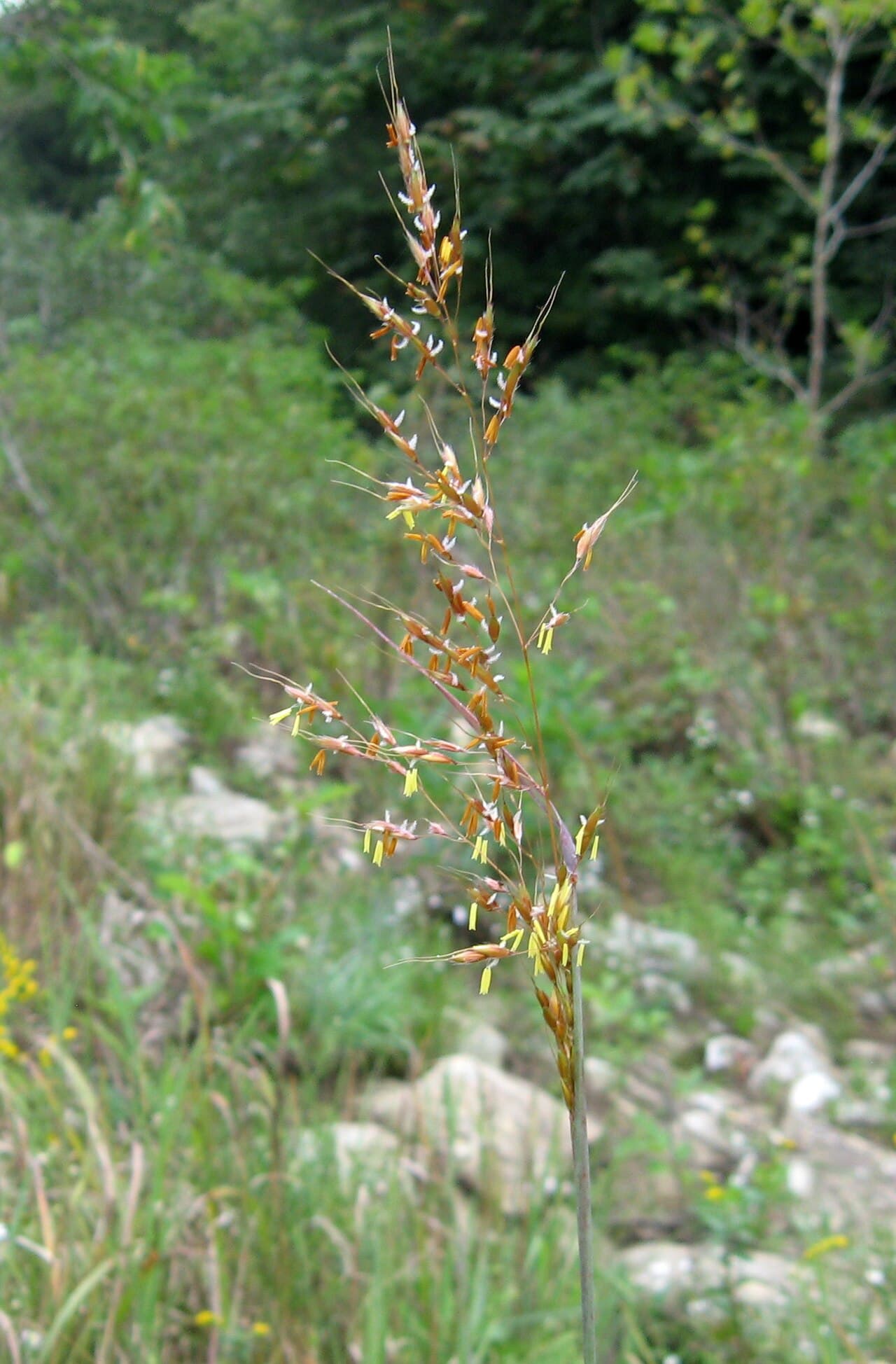 Golden seed heads of Indian grass