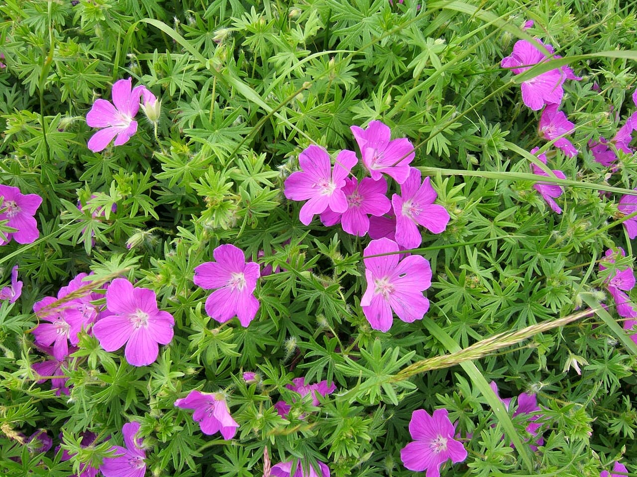 Magenta bloody cranesbill flower