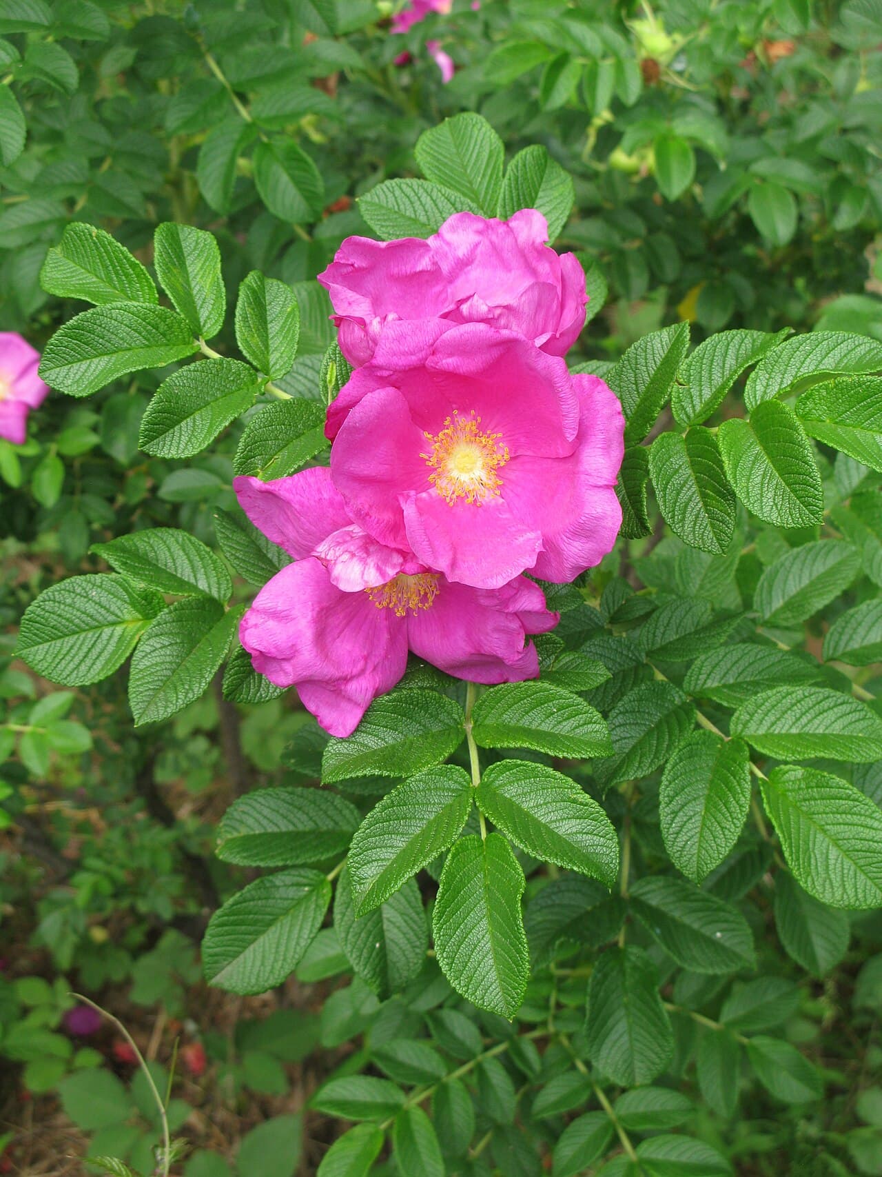 Deep pink rugosa rose and wrinkled leaves