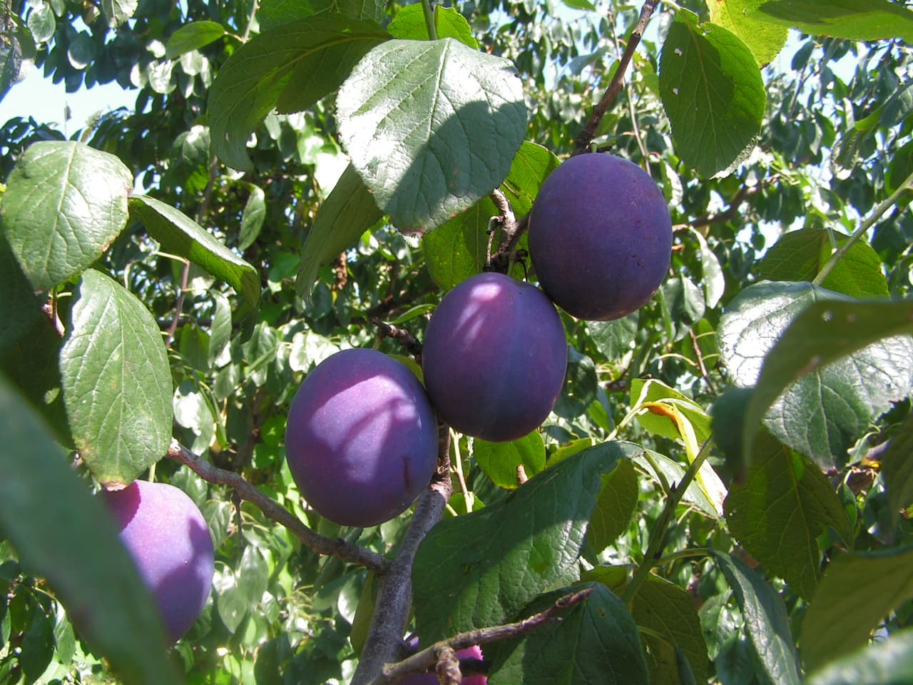 Purple plums on the branch