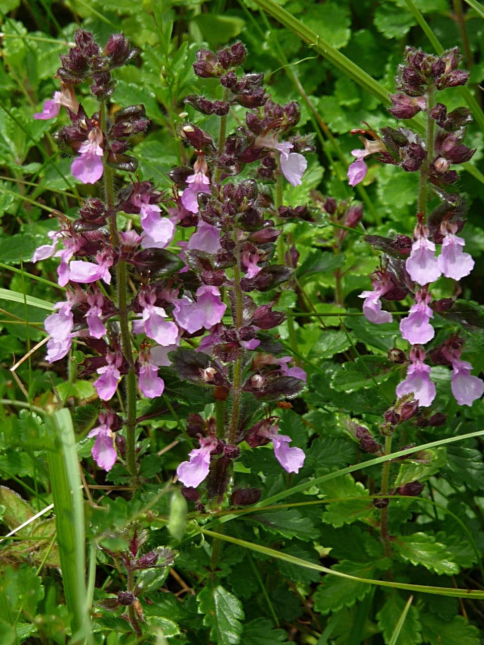 Small pink germander flowers on glossy foliage