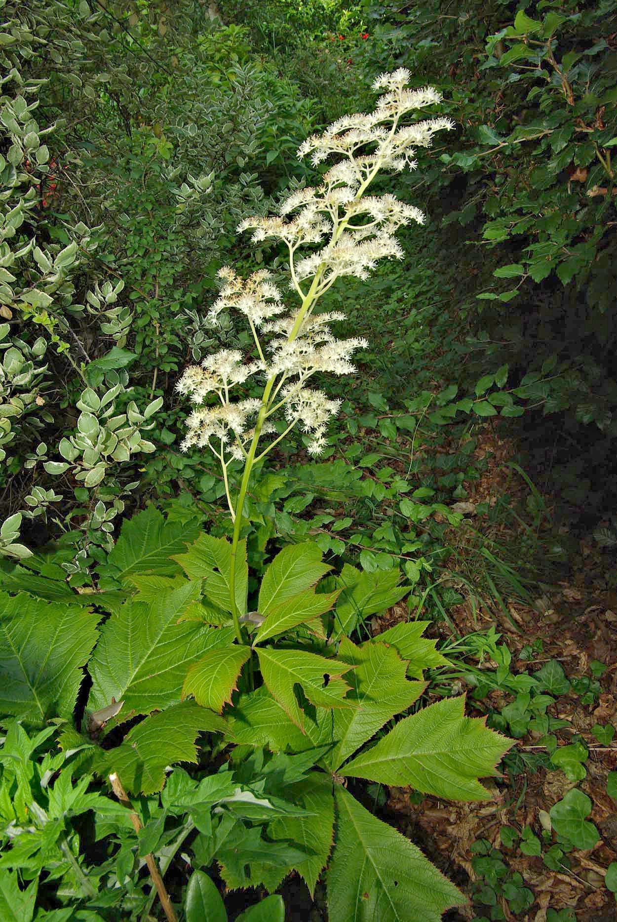 Bold divided leaves of Rodgersia