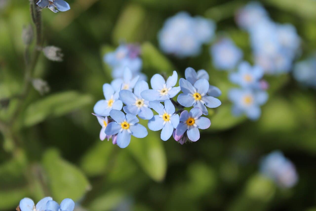 Blue wood forget-me-not flowers