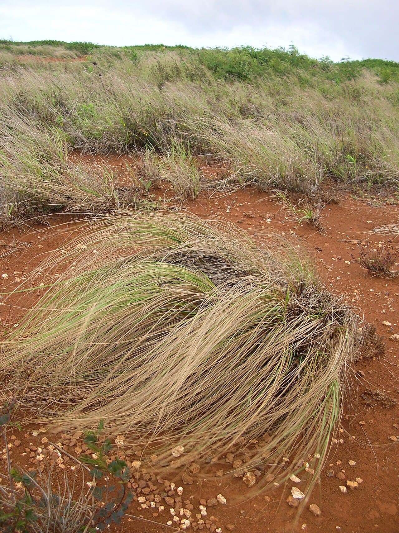 Fine weeping foliage of love grass