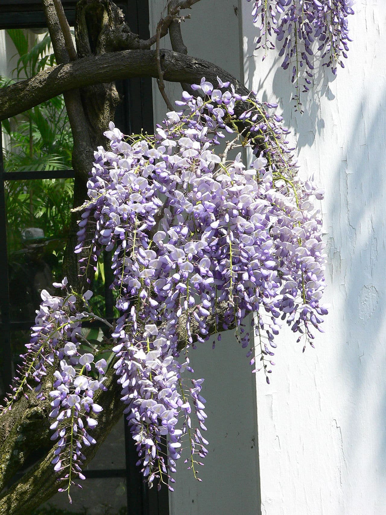 Long hanging racemes of purple wisteria
