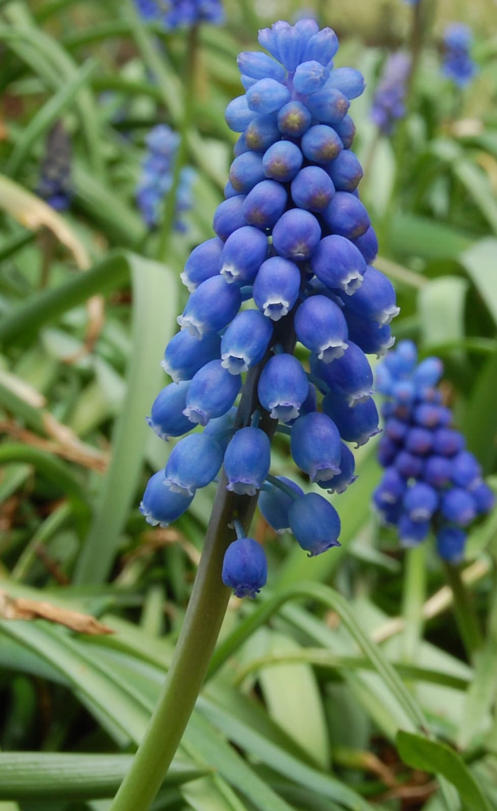 Dense blue spikes of grape hyacinth