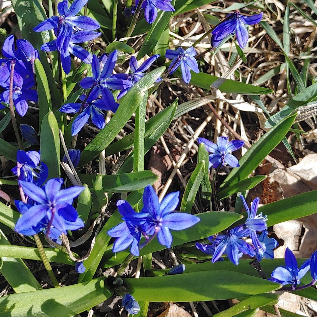 Intense blue squill flowers