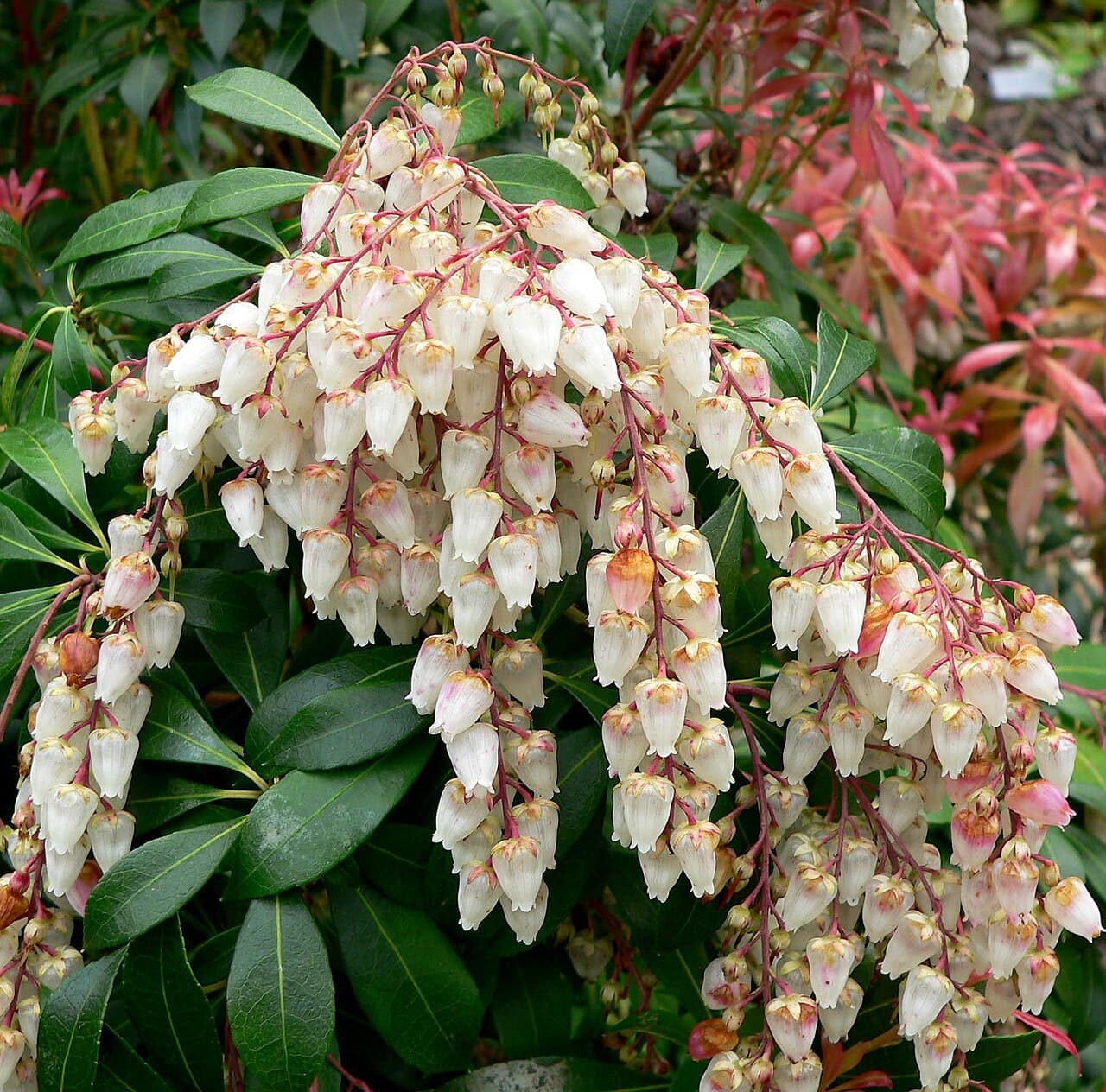 Drooping white flower chains of Pieris japonica