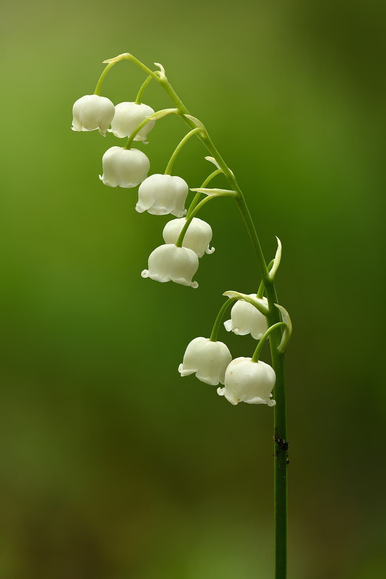White bell flowers of lily of the valley