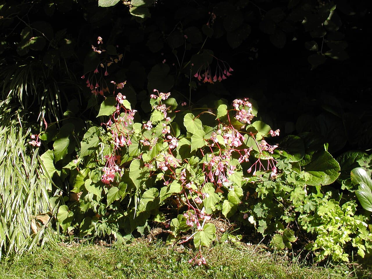 Pink hardy begonia flowers and red-backed leaves