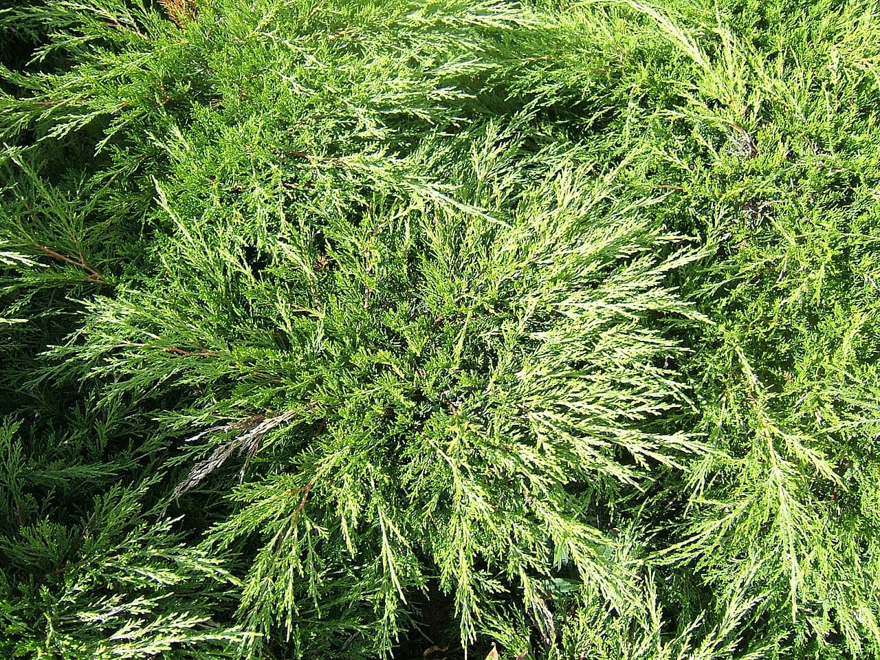 Spreading savin juniper foliage