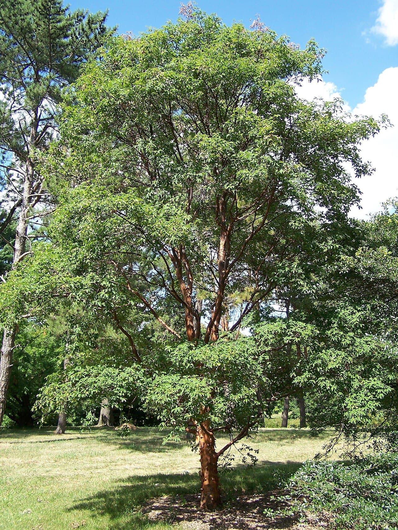Peeling cinnamon bark of paperbark maple
